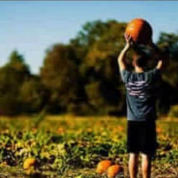 A boy picking a pumpkin at a pumpkin patch