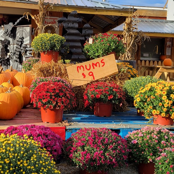 A display of mums flowers for sale