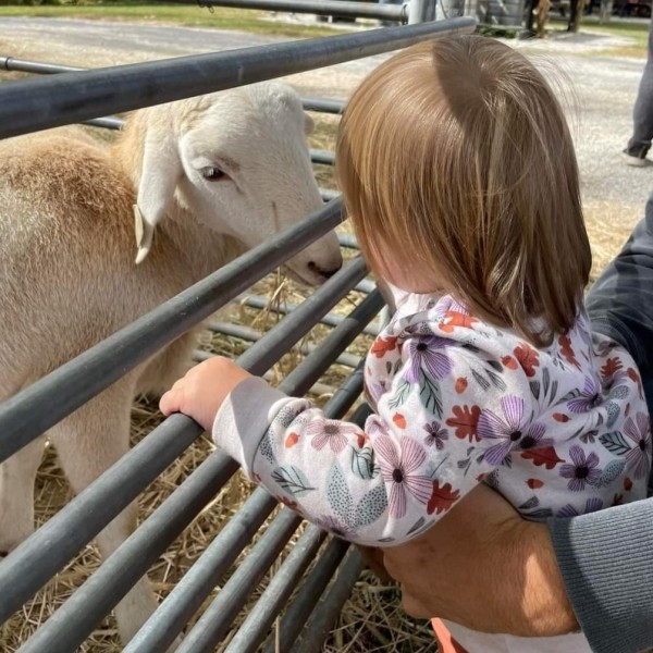 a child putting a sheep