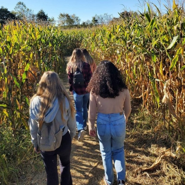 children walking into a corn maze